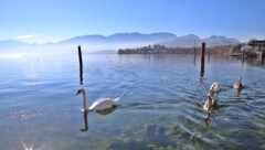 Das Mädchen wollte im Traunsee schwimmen, wurde bewusstlos (Symbolbild). (Bild: Marion Hörmandinger)