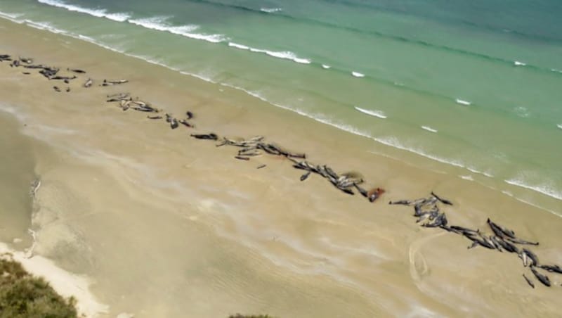 An diesem Strand verendeten 145 Wale. (Bild: AP)