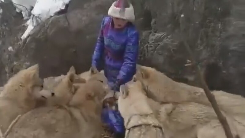 Ihr Wolfsrudel kann die junge Frau sogar von Hand füttern. (Bild: twitter.com/ChinaDaily)
