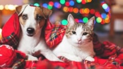 Unsicher befestigte Christbäume, Zierpflanzen und ungeeignete Leckerlis: Für Hunde und Katzen lauern zu Weihnachten so manche Gefahren. (Bild: ©Tatyana Gladskih - stock.adobe.com)