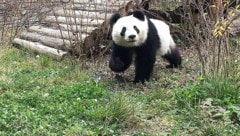 Panda „Fu Ban“ aus dem Tiergarten Schönbrunn im Gehege in seiner neuen Heimat in Chengdu, China (Bild: APA/TIERGARTEN SCHÖNBRUNN)