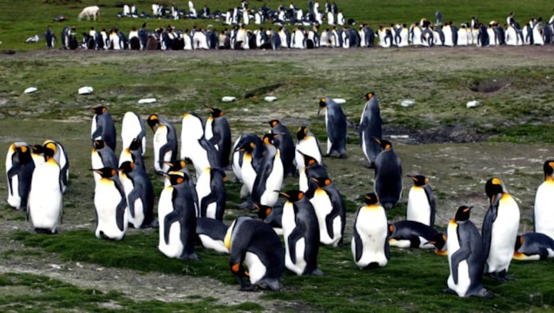 Pinguine auf den Falklandinseln (Bild: AFP)