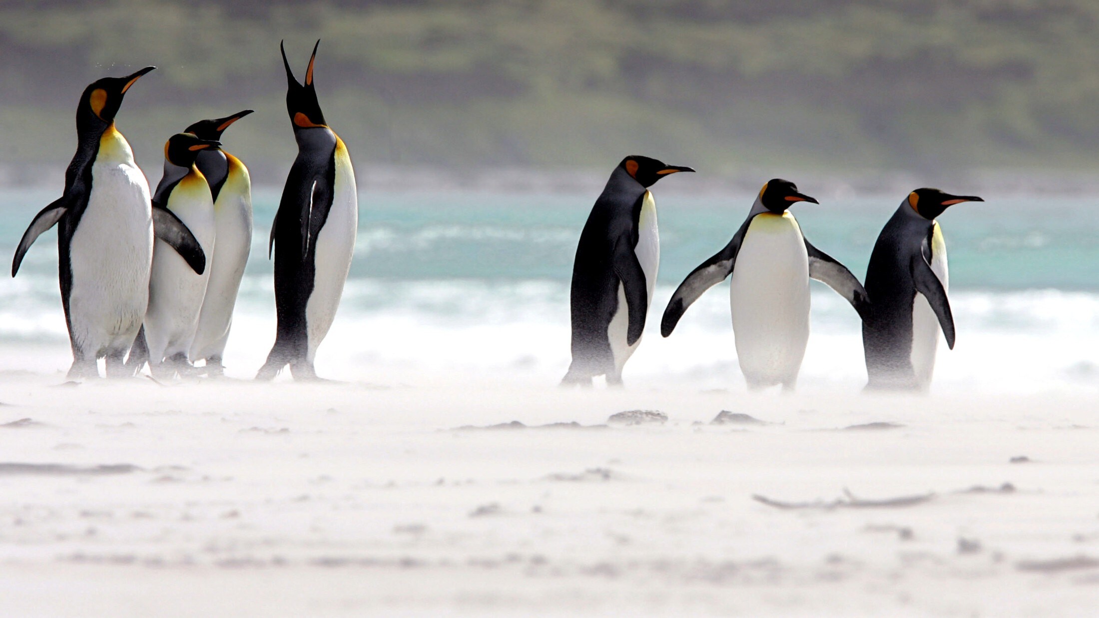 Pinguine: Vögel, die nicht fliegen 