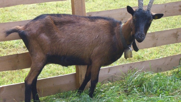 Ziege (Bild: Salzburger Landesverband für Schafe und Ziegen)