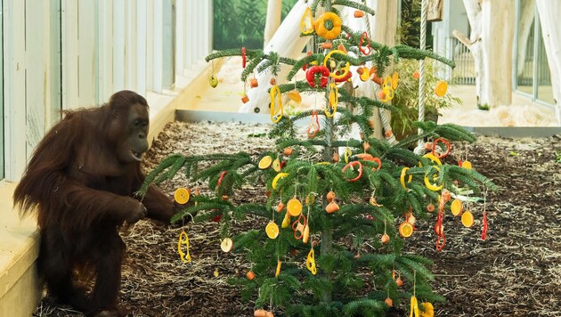 Da staunten die Orang-Utans im Tiergarten Schönbrunn nicht schlecht: ein Christbaum nur für sie. (Bild: APA/DANIEL ZUPANC)