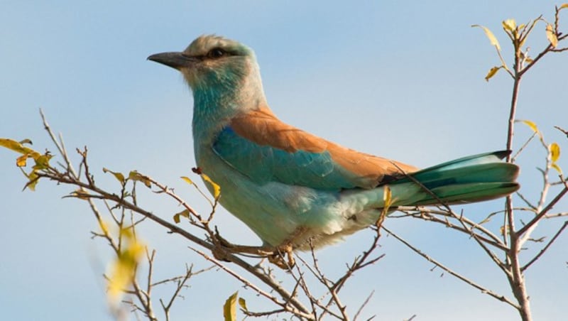 Blauracke in ihrem Überwinterungsgebiet im Kruger Nationalpark in Südafrika (Bild: Wikipedia/Chris Eason (CC BY 2.0))