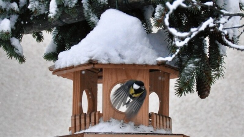 FALSCH! Hübsch anzusehen, aber die falsche Wahl! Hände weg von solchen Vogelhäusern! (Bild: www.fotohaijes.at)