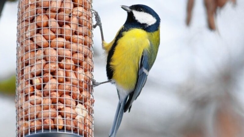 RICHTIG! Hygiene ist unglaublich wichtig. (Bild: www.thephoto.lv)