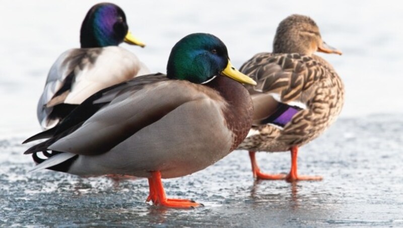 Weder Enten noch Pinguine frieren auf Eisflächen fest. (Bild: stock.adobe.com)