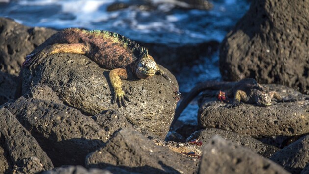 Die außerordentliche und einmalige Flora und Fauna der Galapagosinseln gehören zum Weltnaturerbe der UNESCO. (Bild: AFP or licensors)