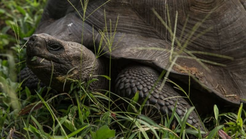 Eine Galapagos-Riesenschildkröte (Bild: AFP)