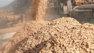 Der Landwirt stürzte in ein Lager mit Hackschnitzeln (wie am Symbolbild) und wurde in zwei bis zweieinhalb Metern Tiefe leider nur mehr tot gefunden. (Bild: Jürgen Radspieler)