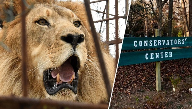 Ein Löwe hat in einem Wildpark in den USA eine Praktikantin angegriffen und getötet. (Bild: AP, AFP, krone.at-Grafik)