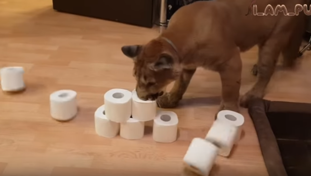 Wie kleine Katzen ist auch „Messi“ begeistert davon, Klopapierrollen zu zerlegen. (Bild: youtube.com)