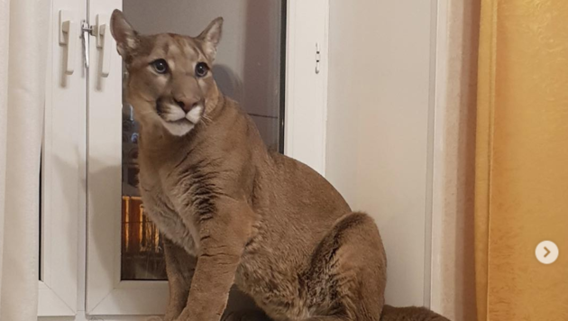 Ebenfalls typisch Katze: Das Fensterbrett als Lieblingsplatz. (Bild: instagram.com)