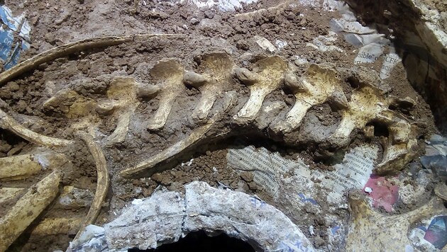 (Bild: Museo Paleontologico)
