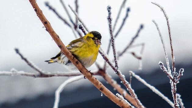 Derzeit drängen die Schneemassen viele Vögel in die Täler, wo die gefiederten Sympathieträger auf Futter hoffen. (Bild: Hannah Assil)