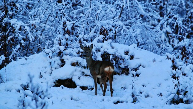 Wildtiere brauchen ihre Energie zum Überleben im Winter - Stress kann sie töten. (Bild: sepp pail)