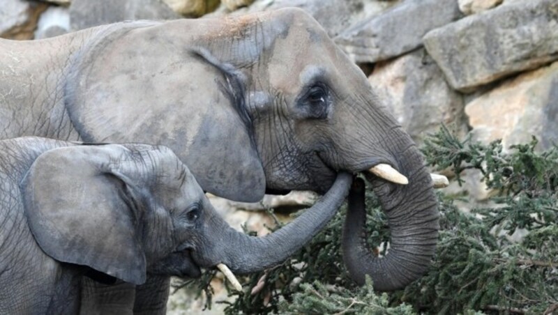 Elefanten im Zoo Schönbrunn (Bild: APA/HELMUT FOHRINGER)