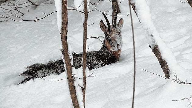 Eine Gams, hilflos versunken im Schnee, kommt nicht mehr vor noch zurück. Eine Tragödie! (Bild: Martin Prumetz)