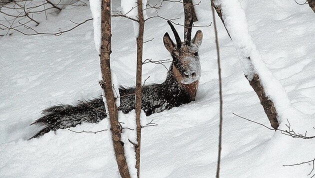Eine Gams, hilflos versunken im Schnee, kommt nicht mehr vor noch zurück. Eine Tragödie! (Bild: Martin Prumetz)