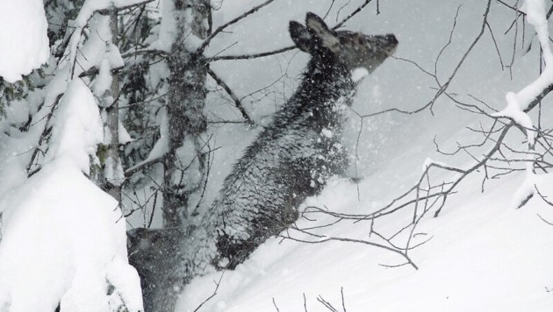 Hirschkalb ohne Mutter. Prumetz: „Sie wurde wohl erschossen.“ (Bild: Martin Prumetz)