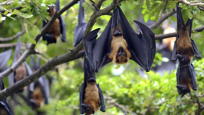 Fruit bats are responsible for the outbreak of the Marburg virus in Rwanda. (Bild: stock.adobe.com)