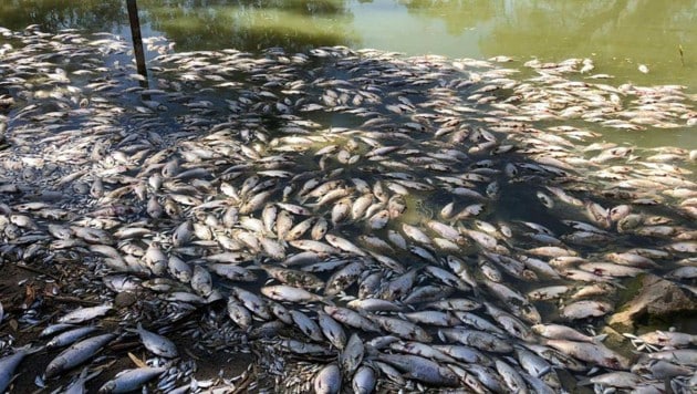 Tote Fische im Murray-Darling-Becken (Bild: facebook.com/Debbie Newitt)