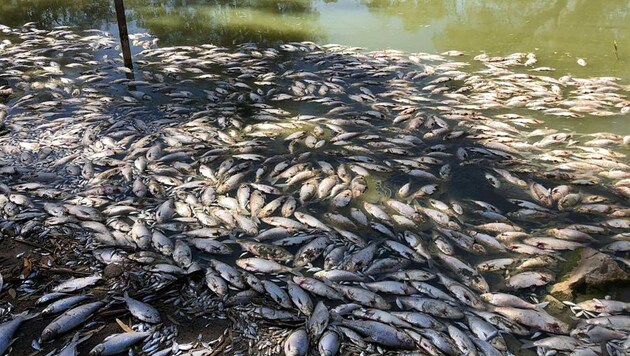 Tote Fische im Murray-Darling-Becken (Bild: facebook.com/Debbie Newitt)