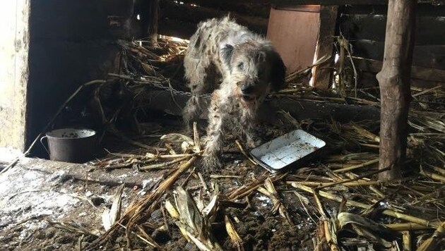 Völlig verwahrlost wurde Kettenhund „Boomer“ aufgefunden. (Bild: RespekTiere)