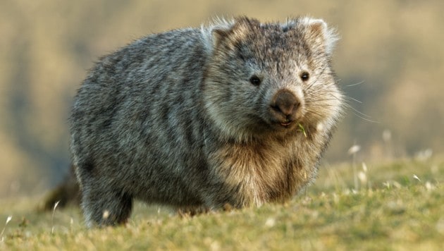 Wombats wurden von der australischen Regierung auf die Liste der gefährdeten Arten gesetzt. (Bild: ©phototrip.cz - stock.adobe.com)