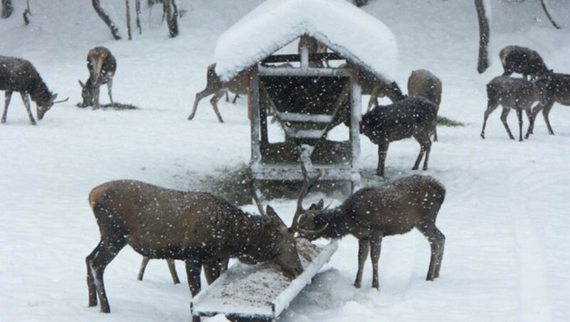 Muffelwild, Rehe und Rotwild müssen, wenn es erforderlich ist, von den Jägern im Winter laut Jagdgesetz gefüttert werden. (Bild: Herbert Gschwendtner)