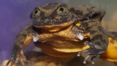 „Romeo“ musste ein Jahrzehnt alleine in seinem Aquarium leben. (Bild: AFP )