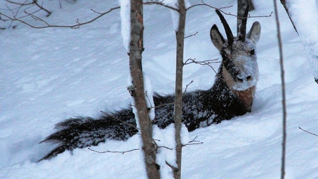 Dieser Winter setzt den Wildtieren in weiten Teilen der Steiermark heuer extrem zu und wird viele Opfer fordern. (Bild: Martin Prumetz)