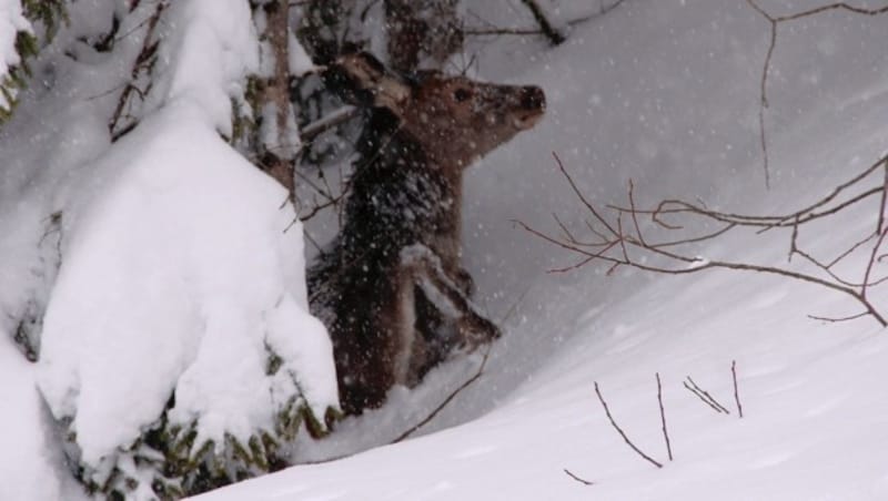 Schneemassen gefährden Wildtiere: Ein Hirschkalb kämpft sich verzweifelt durch den Wald. (Bild: Martin Prumetz)