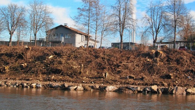 800 Bäume werden aktuell am Grazer Murufer geschlägert. (Bild: Rettet die Mur)
