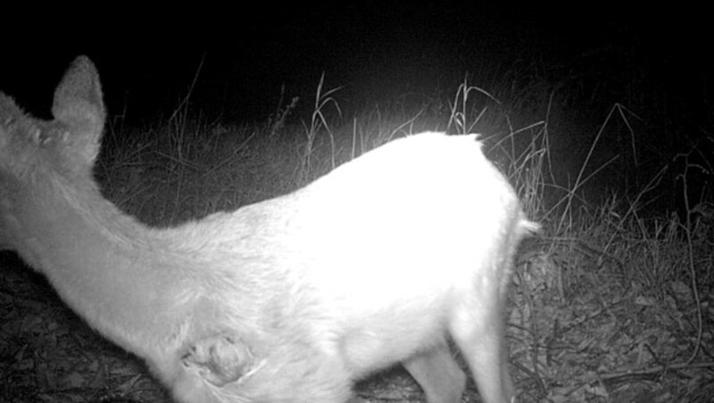 Ein Reh mit Fleischwunde, die von einem Pfeil der unbekannten Wilderer stammen dürfte (Bild: ZVG)