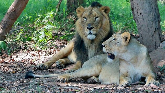 So werden die Asiatischen Löwen im Chhatbir-Zoo auf dessen Website präsentiert. (Bild: Screenshot chhatbirzoo.gov.in)