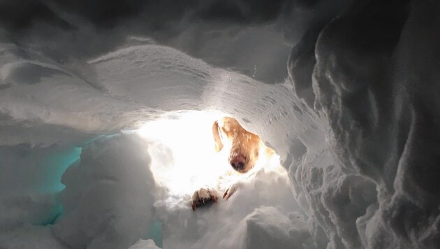 Erfolg für Labrador „Finn“: Er hat den Verschütteten gefunden. (Bild: Lawinenhundestaffel Salzburg)