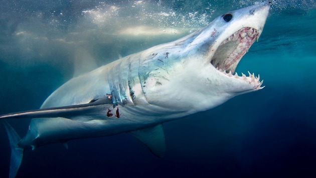 Die Polizei in Australien sucht nach der Leiche eines Surfers, der vermutlich bei einer Hai-Attacke ums Leben gekommen ist. (Bild: stock.adobe.com)