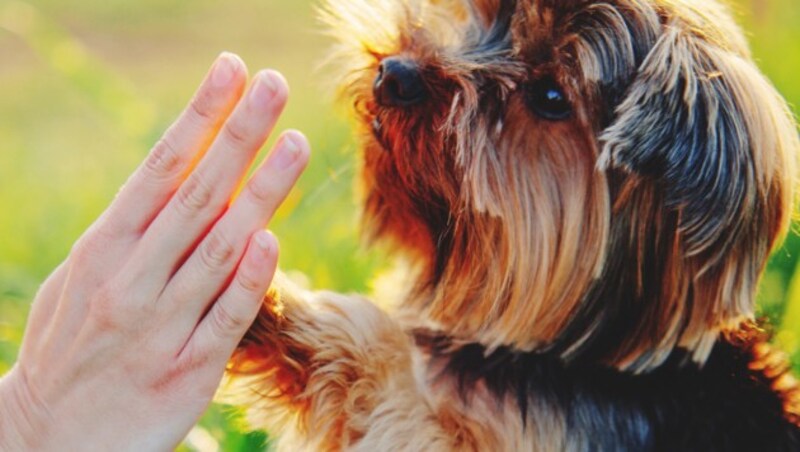 Ob groß oder klein, den Tierschutzpreis kann jeder Kärntner Hund gewinnen. Zeigen Sie, was Ihre Mensch-Hund-Beziehung so besonders macht. (Bild: ©yolya_ilyasova - stock.adobe.com)