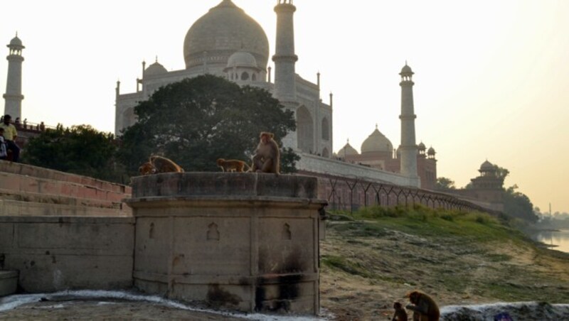 Affen vor dem Taj Mahal (Bild: AFP )