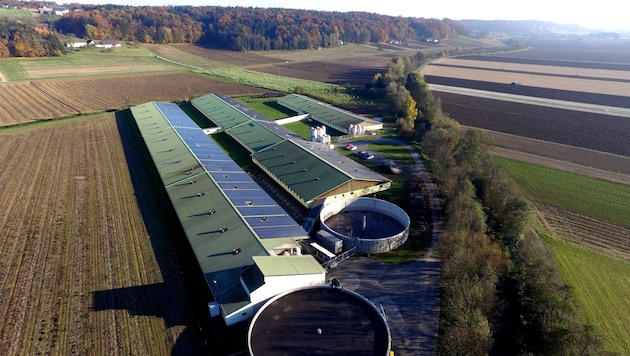15.000 Quadratmeter groß ist die „Ferkel-Fabrik“ in Hainsdorf. Doch weder eine UVP noch eine IPPC-Genehmigung liegen vor. Der VwGH sieht das Land Steiermark in der Pflicht. (Bild: IST/zVg)