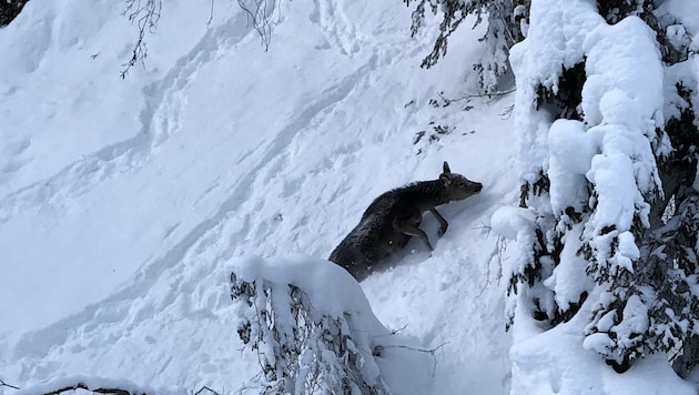 Flucht vor dem Schnee und auf Futtersuche: Der Überlebenskampf des Wildes in Steilhängen (Bild: Max Kamolz)