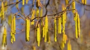 Die Hasel-Pollen stehen bereits quasi in den Startlöchern. (Bild: LianeM/stock.adobe.com)