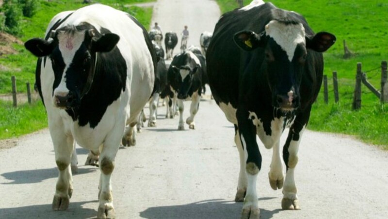 Kranke und verletzte Rinder wurden in dem Schlachthof getötet, ihr Fleisch als „gesund“ weiter verwertet. (Bild: AFP)