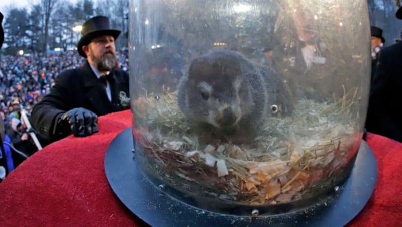 Hier wartet „Phil“ auf seinen großen Auftritt. (Bild: AP)