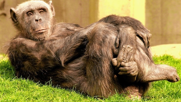Schimpanse (Bild: AP/Fabian Bimmer)