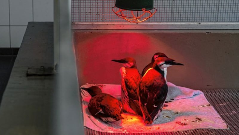 Diese geschwächten Trottellummen werden in einer Vogelstation aufgepäppelt. (Bild: AFP/ANP/Siese Veenstra)