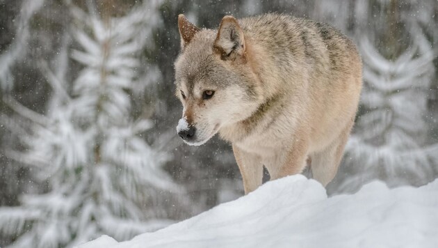 Der Wolf beschäftigt uns Menschen zunehmend. Der viele Schnee bringt ihm im Gegensatz zum hungernden Wild übrigens sogar einen Vorteil: verendetes Wild, das er fressen kann. (Bild: EXPA/ Eibner/ Florian_Schust)